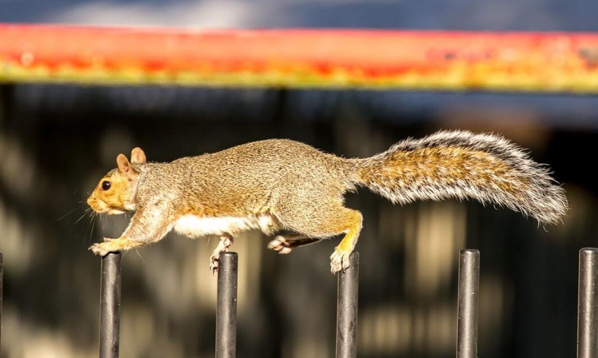 How many it is necessary a squirrel for growth of muscles?
